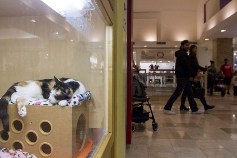 AAWL Mall Adoption Center